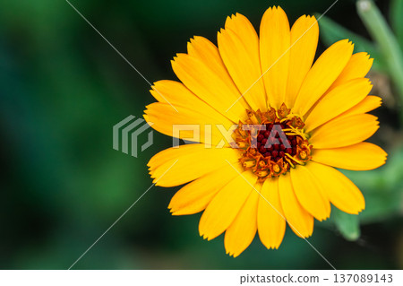A bright yellow flower stands out in a garden during spring. Its petals spread wide while the center displays rich colors. The background is filled with green leaves. A bright yellow flower stands out in a garden during spring. Its petals spread wide while the center displays rich colors. The background is filled with green leaves. 137089143