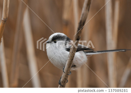 長尾山雀 137089281