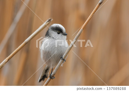 長尾山雀 137089288