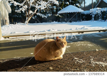 Tranquil amber feline reclining peacefully beside snowdusted garden Tranquil amber feline reclining peacefully beside snowdusted garden 137089314