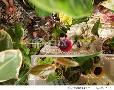 Varied shaped and sized plants in decorative containers with drainage holes Varied shaped and sized plants in decorative containers with drainage holes 137089327