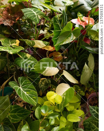 Colorful anthurium bloom highlighted by vibrant green leaves Colorful anthurium bloom highlighted by vibrant green leaves 137089331