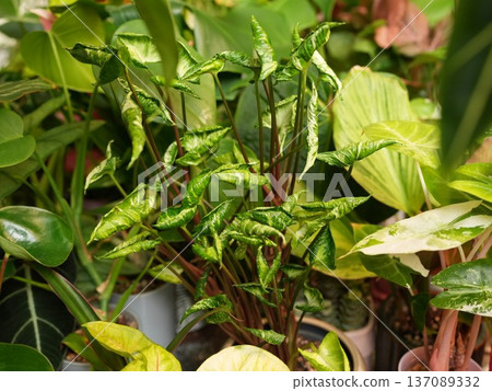 Propagation setup with delicate young plants and moist environment 137089332