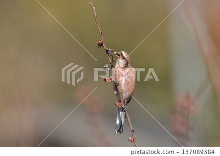 Benimasiko 137089384