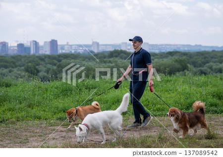 A Caucasian man walks with three dogs. Dog walker. A Caucasian man walks with three dogs. Dog walker. 137089542