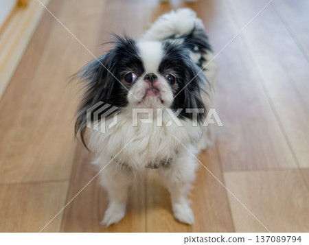 一張可愛的室內肖像照,照片中的是一隻日本狆犬,一隻小狗正仰望著天空。 一張可愛的室內肖像照,照片中的是一隻日本狆犬,一隻小狗正仰望著天空。 137089794