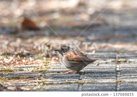Japanese accentor Japanese accentor 137089835