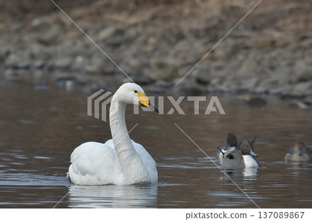 天鵝 137089867