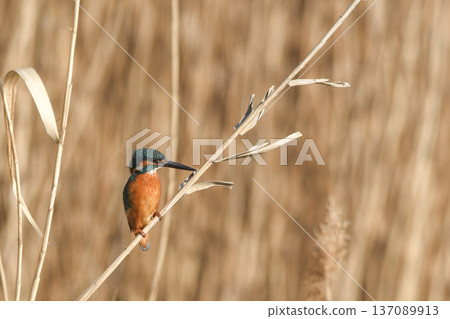 Kingfisher Kingfisher 137089913