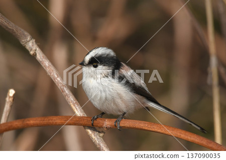 長尾山雀 137090035