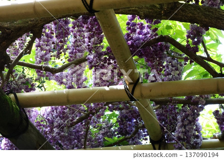 A landscape with wisteria's flowers 137090194