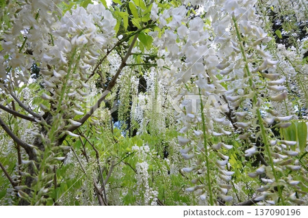 紫藤花的景觀 紫藤花的景觀 137090196
