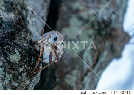 Ezo flying squirrel perched on a tree Ezo flying squirrel perched on a tree 137090716