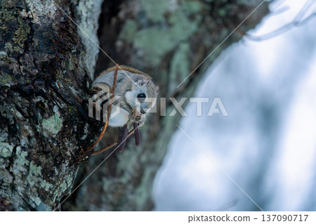 Ezo flying squirrel perched on a tree Ezo flying squirrel perched on a tree 137090717