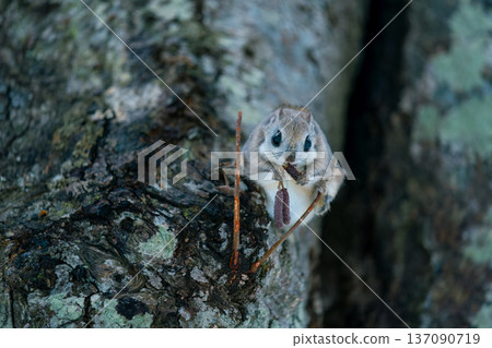 Ezo flying squirrel perched on a tree Ezo flying squirrel perched on a tree 137090719
