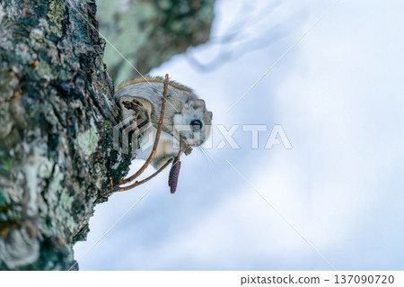 蝦夷鼯鼠棲息在樹上 137090720
