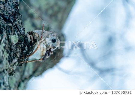 蝦夷鼯鼠棲息在樹上 137090721