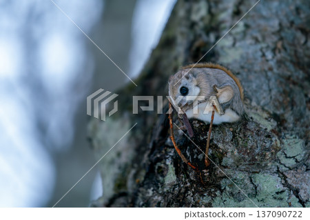 Ezo flying squirrel perched on a tree Ezo flying squirrel perched on a tree 137090722