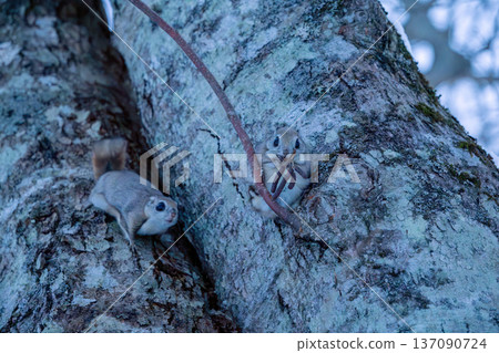 兩隻西伯利亞飛鼠出現在樹幹上 137090724