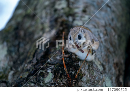 Ezo flying squirrel perched on a tree Ezo flying squirrel perched on a tree 137090725