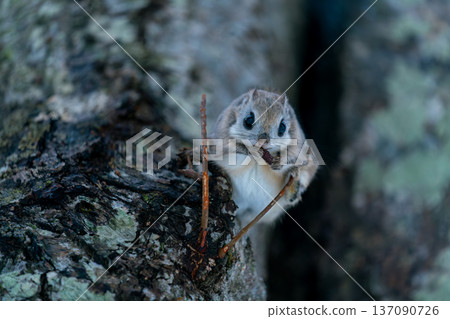 蝦夷鼯鼠棲息在樹上 137090726