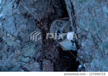 Ezo flying squirrel perched on a tree Ezo flying squirrel perched on a tree 137090728