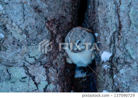 Ezo flying squirrel perched on a tree Ezo flying squirrel perched on a tree 137090729