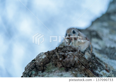 Ezo flying squirrel perched on a tree Ezo flying squirrel perched on a tree 137090733