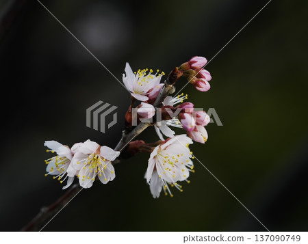 Sakura Peach Flower Sakura Peach Flower 137090749