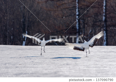 Red-crowned cranes dancing in pairs Red-crowned cranes dancing in pairs 137090790