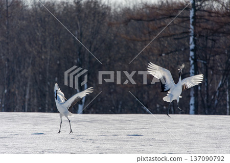 Red-crowned cranes dancing in pairs Red-crowned cranes dancing in pairs 137090792
