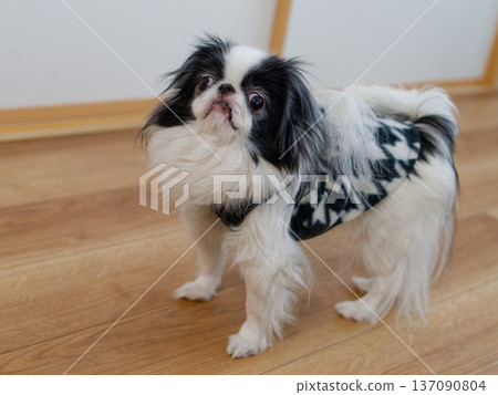 室內拍攝的可愛日本狆犬仰望的特寫 | 日本寵物犬照片 137090804