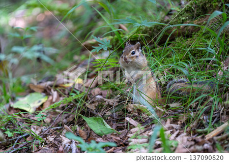 北海道花栗鼠降落到地面吃食物 137090820