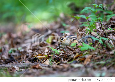 北海道花栗鼠降落到地面吃食物 137090822