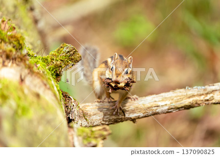 一隻北海道花栗鼠嘴裡叼著枯葉，準備過冬。 137090825