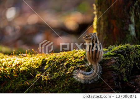 北海道花栗鼠站在樹下 137090871