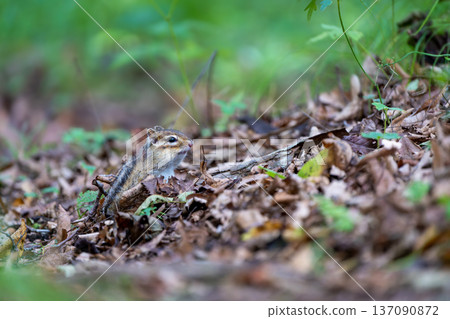 北海道花栗鼠在地面上覓食 137090872