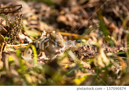 Hokkaido chipmunk searching for food on the ground 137090874