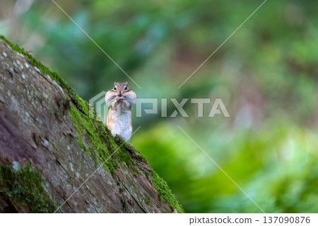 A Hokkaido chipmunk eating food on a tree 137090876