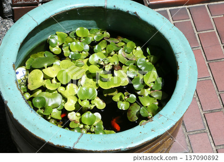 Water hyacinth (water hyacinth) Water hyacinth (water hyacinth) 137090892