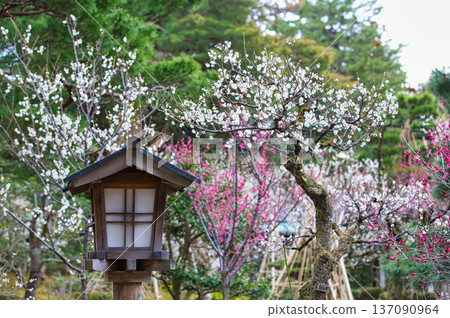 Spring arrives in this famous garden 137090964