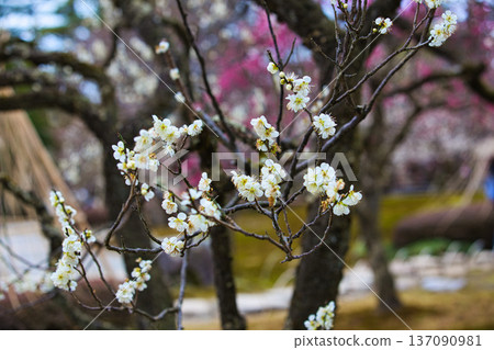 Spring arrives in this famous garden 137090981