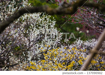 Spring arrives in this famous garden Spring arrives in this famous garden 137090982