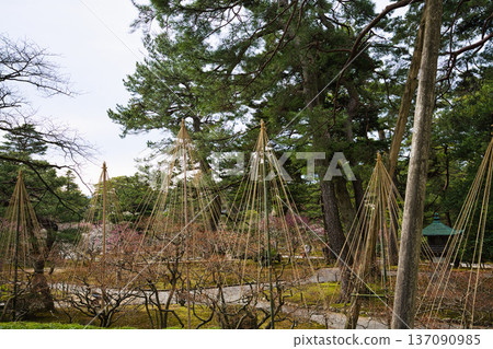 Spring arrives in this famous garden 137090985