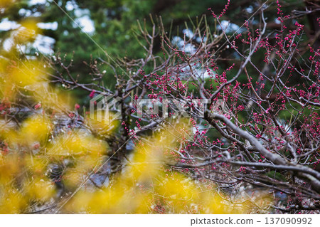 Spring arrives in this famous garden Spring arrives in this famous garden 137090992