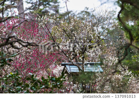 春天降臨這座著名的花園 春天降臨這座著名的花園 137091013