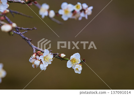 春天降臨這座著名的花園 137091014