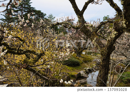 Spring arrives in this famous garden 137091028