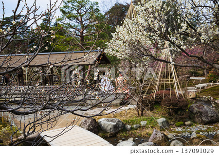 Spring arrives in this famous garden 137091029