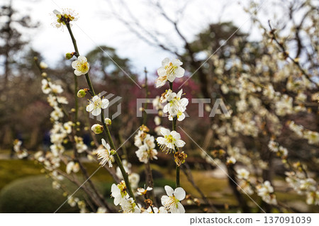 Spring arrives in this famous garden Spring arrives in this famous garden 137091039